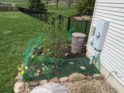 Western flower bed with Lilac that is freshly mulched