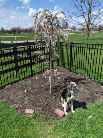 Flowering weeping cherry tree and Petunia