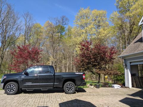 Japanese Maple, Crabapple trees, flower bed and Toyota Tundra