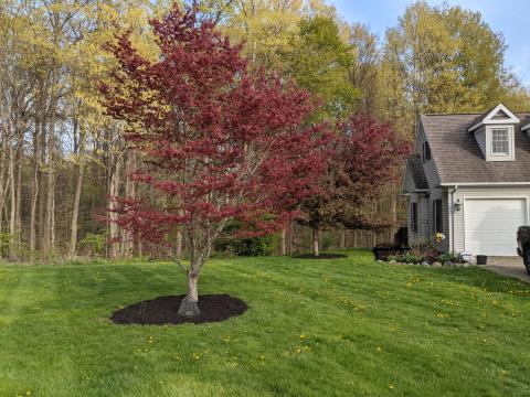 Japanese Maple, Crabapple trees, flower bed as viewed from the North