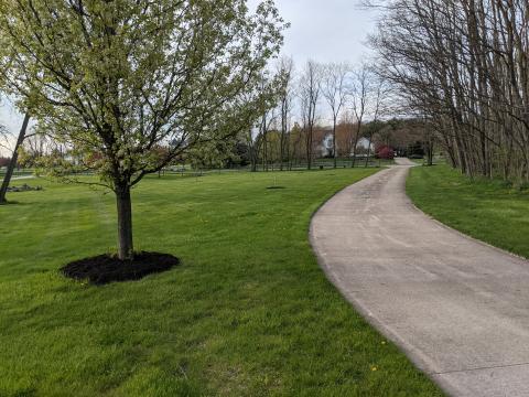 Northern yard, with new trees in background