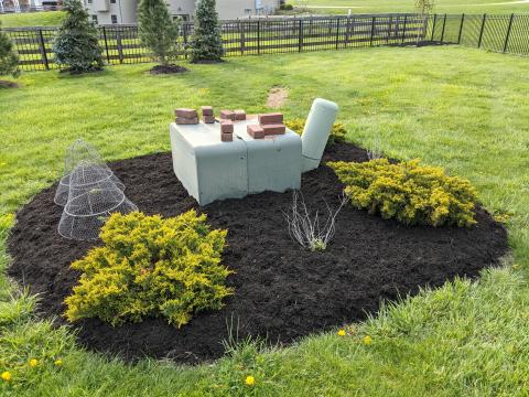 Backyard Junipers and mums with fresh mulch