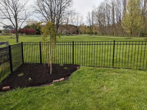 Fence corner with weeping cherry tree and various plants freshly mulched