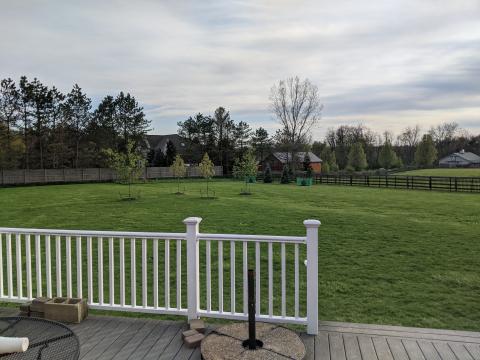 Backyard south-west view with new trees