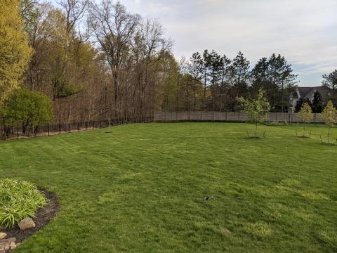 Backyard southern view with new trees